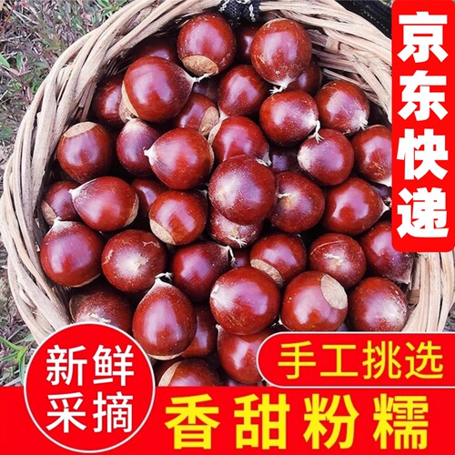 新鲜锥栗板栗自由秋现摘油栗栗子