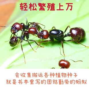 2025年原生收获蚁野蛮收获蚁新后宠物蚂蚁工坊新手吃种子猛蚁弓背