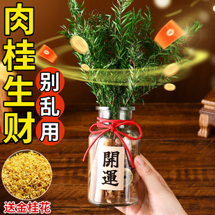 肉桂生财玻璃瓶子摆件招财进宝客厅办公室工位乔迁新居开 业礼物
