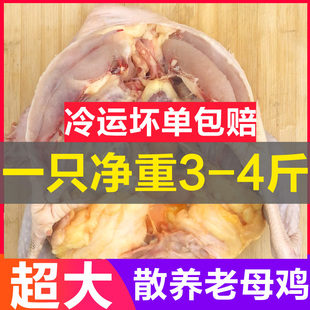 正宗农家散养土鸡老母鸡走地鸡月子鸡山柴鸡笨鸡整只现杀新鲜鸡肉