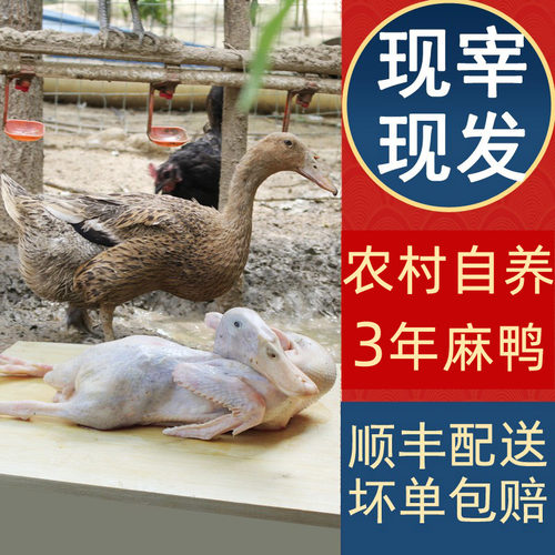 农家散养老鸭新鲜现杀黄河滩麻鸭