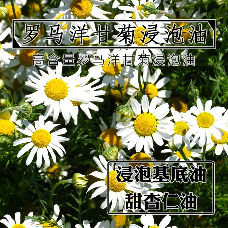罗马洋甘菊浸泡油100mL