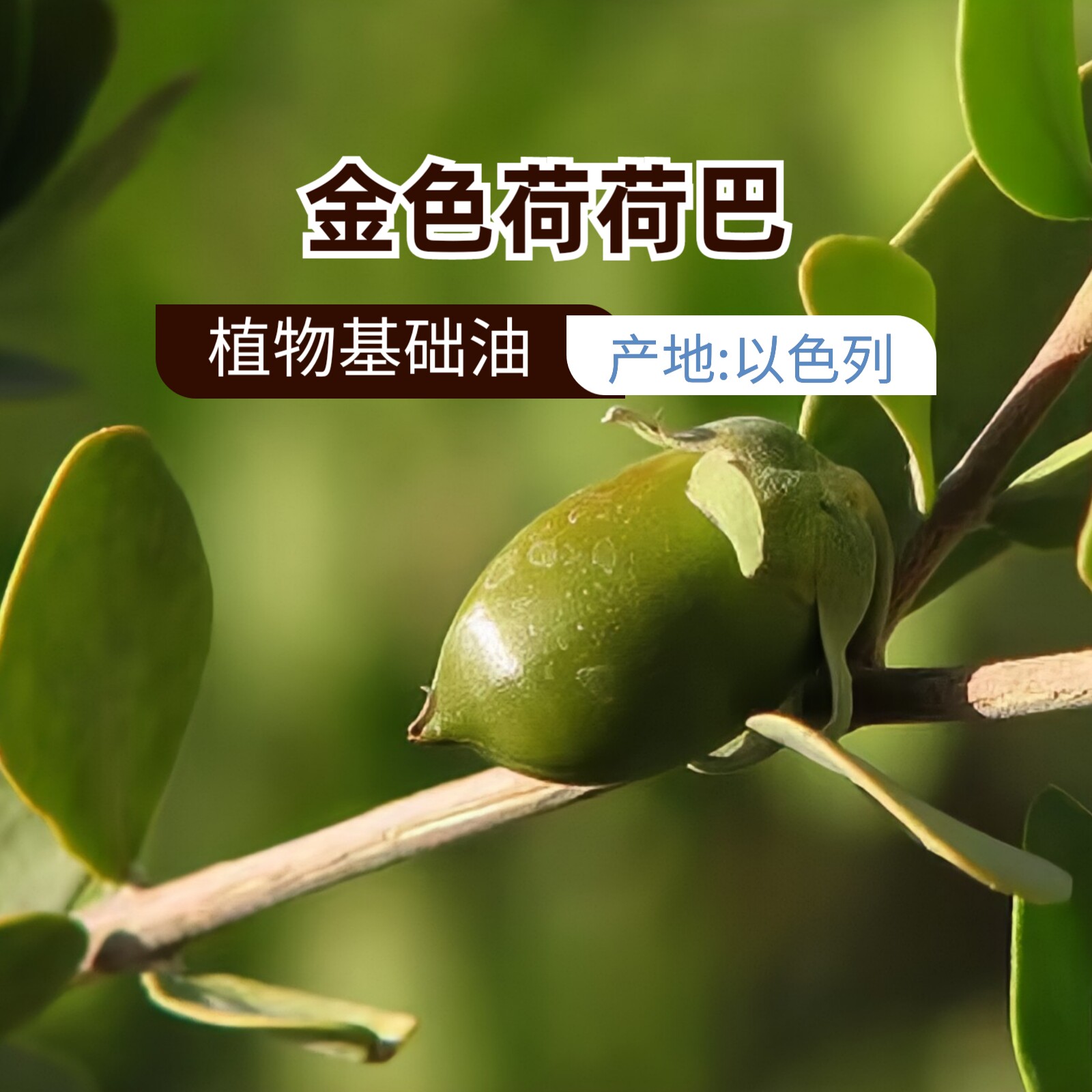 Aromaspark以色列金色荷荷巴油50mL无勾兑调和Crude原油原材料