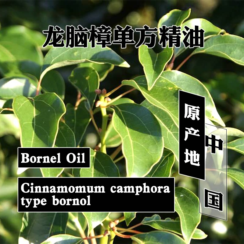 龙脑樟精油5ml/15ml