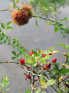 Aromaspark智利原生玫瑰果油50mL无勾兑调和Crude原油原材料