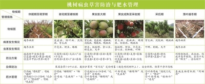 桃树病苹果梨树病虫草害防治指南