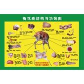 梅花鹿结构与功效图海报展板装 饰画KT板墙贴墙纸