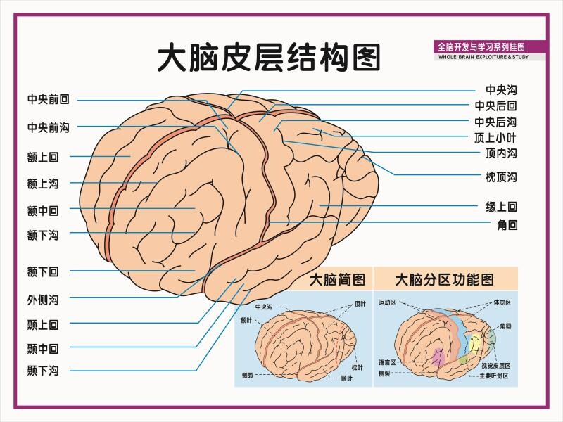 全脑开发与学习系列挂图人脑正中纵剖图大脑皮层结构图海报墙贴纸