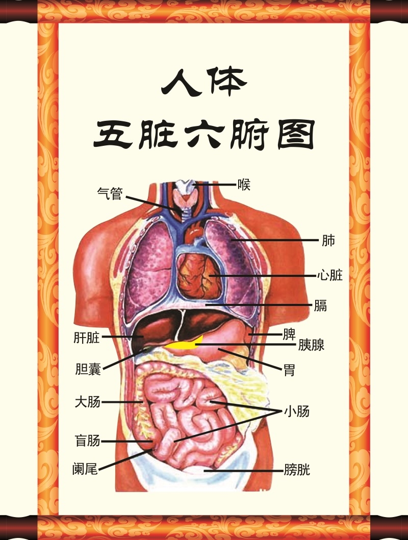 人体五脏六腑图 人体器官医学挂图 脏腑理论中医养生装饰画挂墙贴