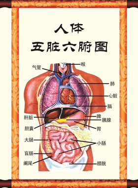人体五脏六腑图 人体器官医学挂图 脏腑理论中医养生装饰画挂墙贴