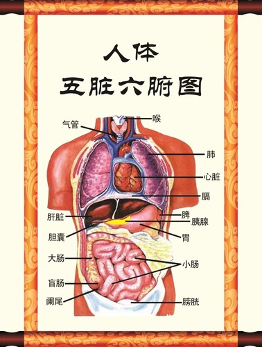人体五脏六腑图 人体器官医学挂图 脏腑理论中医养生装饰画挂墙贴