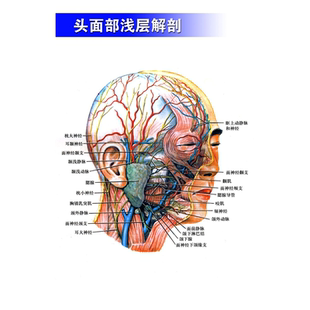 医院微整形美容面部人体血管面部肌肉《头面部浅层解剖》挂图海报