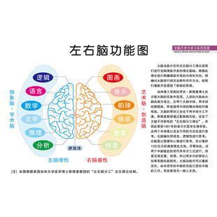 人体开发大脑左右脑部功能图宣传栏海报印制展板写真喷绘挂图墙贴
