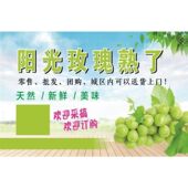 阳光攻瑰熟了海报阳光玫瑰新鲜水果葡萄阳光玫瑰营养丰富水嫩汁多