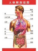 人体解剖图结构身体彩色学骨骼肌肉器官血管全身结构图医院海报