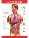人体解剖图结构身体彩色学骨骼肌肉器官血管全身结构图医院海报