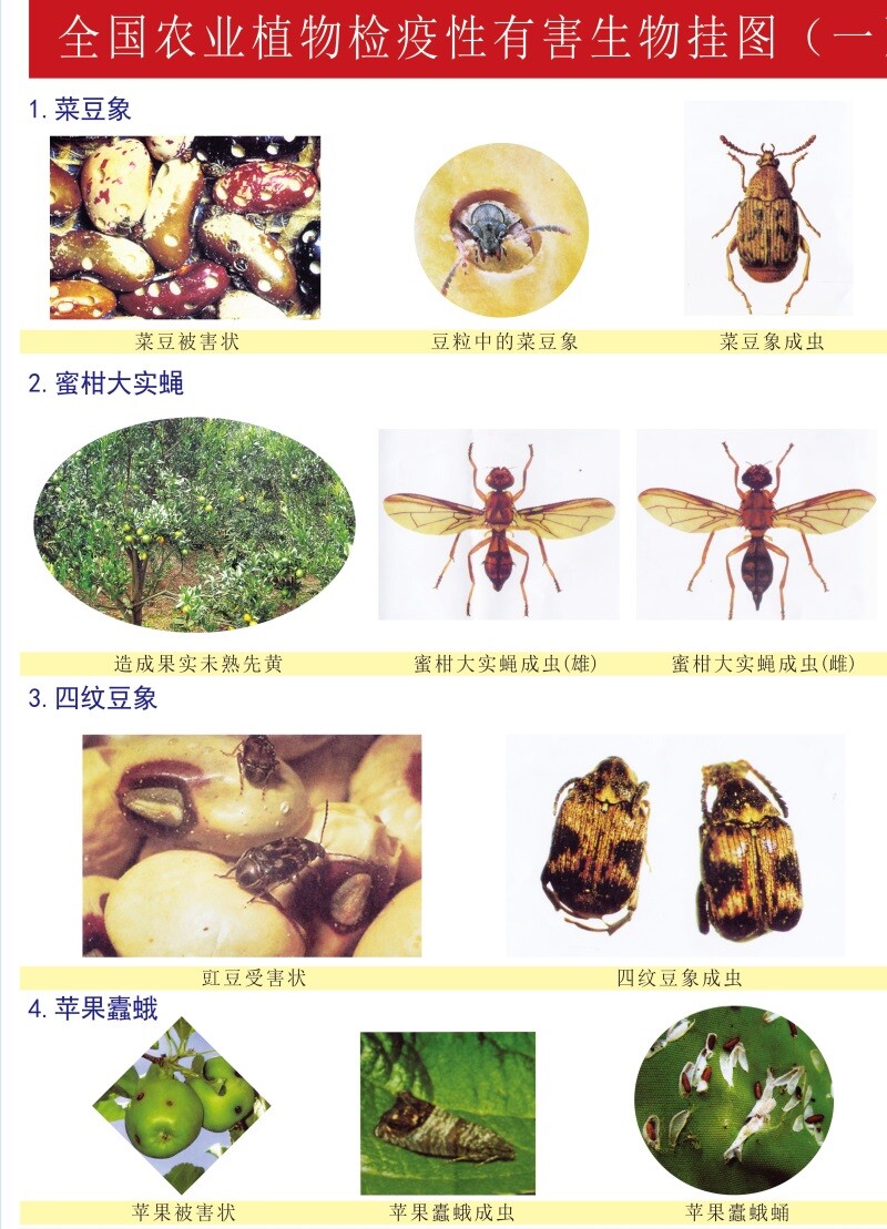 常见病虫害图谱海报pp背胶贴纸定制农业植物检疫性有害生物挂图