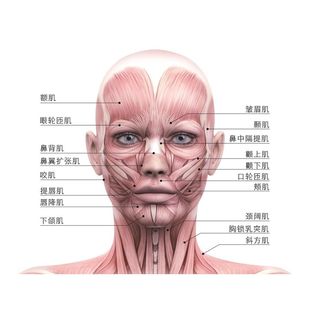 面部肌肉分布图宣传画美容院脸部图头部经络图人体肌肉结构示意图