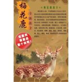 梅花鹿海报展板秋冬补食鹿鹿 独特与鹿膠歷史墙贴墙纸