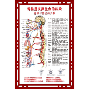 医院医学骨科挂图人体全身骨骼结构解剖图海报骨科常见疾病图谱