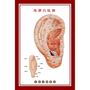耳穴挂图耳朵穴位图经络图耳部穴位图解穴位海报耳科宣传挂图