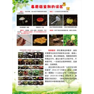 預防野生菌中毒遠離野生毒蘑菇海報展板常見毒菌普及知識墻貼墻紙