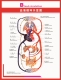 人体海报展板人体科普图 血液循环示意图挂图印制宣传画墙贴纸