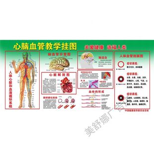 人体全身心血管系统示意图墙壁大挂画人体器官血管分布海报贴画
