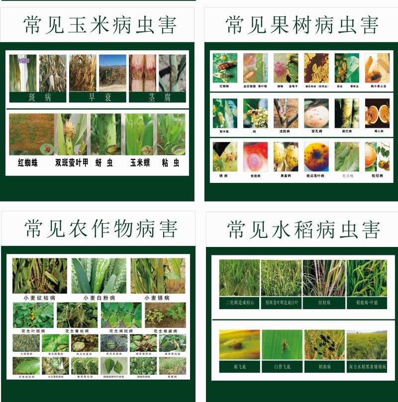 农药农田杀虫剂杀菌剂除草剂生物菌肥常见病虫害杂草图谱海报贴画