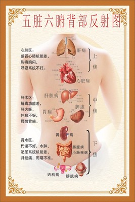 背部五脏六腑针灸人体经络穴位图解全身中医美容院养生馆挂图海报