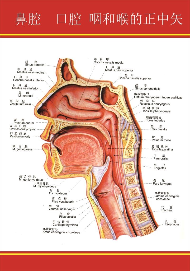 鼻腔 口腔 咽和候的正中矢海报展板耳鼻咽喉解剖图(1挂图装饰画