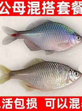 群游除藻清缸耐养好鱼饲料原生淡水溪流原生观赏小鱼高体鳑鲏鱼苗