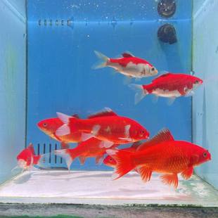 全红带白短尾草金10 12cm3条包活2条冷水观赏鱼金鱼随机发货a4