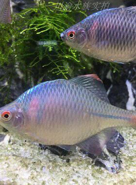 小型除藻好养小鱼鳑鲏观赏鱼原生淡水高体七彩旁皮鱼耐寒冷水耐活