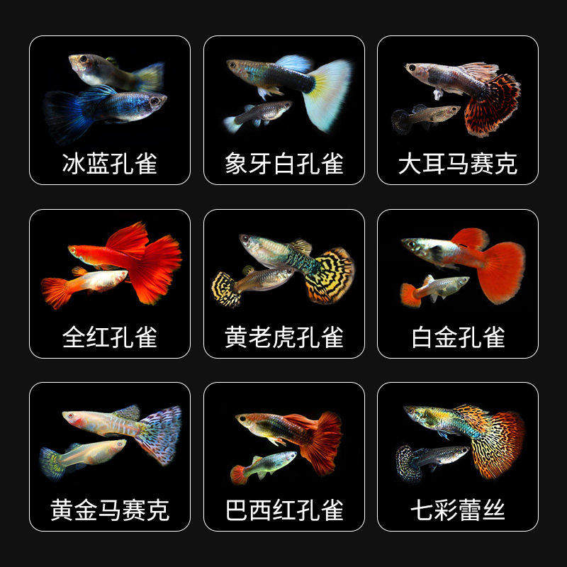可繁殖种鱼成鱼胎生鱼观赏鱼孵化器热带鱼花老虎孔雀鱼