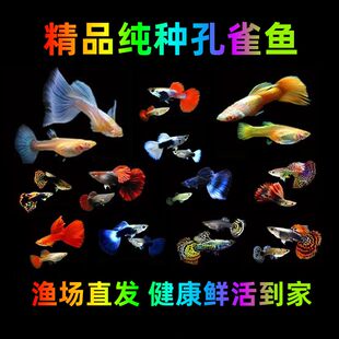 孔雀鱼孕母大号品种观赏鱼小型热带鱼活体淡水好养观赏小鱼低价