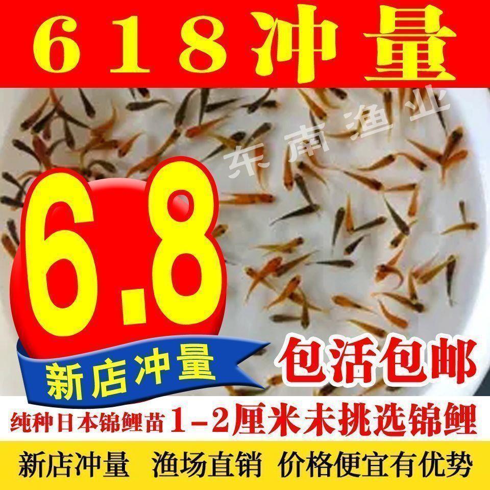 锦鲤水花日本锦鲤红白大正昭和日本锦鲤水花锦鲤鱼苗冷水小苗招财