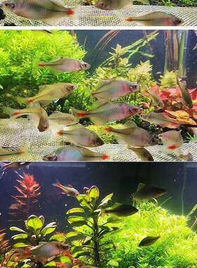 七彩鳑鲏鱼原生冷水观赏鱼好养耐活不加温淡水小型活体鱼苗群游鱼