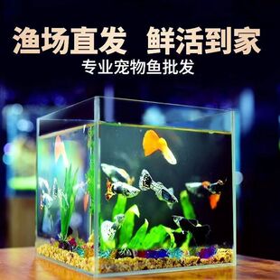 观赏鱼苗凤尾热带鱼小鱼金鱼杂袍孔雀鱼杂袍品种小型鱼孕母淡水鱼