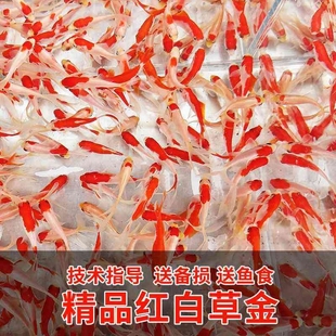 精品红白草金鱼观赏鱼小金鱼冷水鱼网红罐罐鱼小型活体摆摊鱼a3