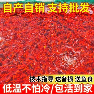 草金鱼红草鱼观赏鱼小金鱼龙鱼饲料鱼冷水鱼网红罐罐鱼活体摆摊a2