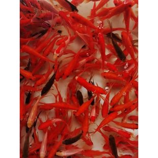 龙鱼发财鱼草鲫鱼饲料鱼活体摆摊冷水红草小金鱼活体鱼网红罐罐a3