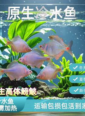 七彩高体鳑鲏鱼包活冷水观赏鱼旁皮鱼淡水活体好养原生淡水鱼除藻