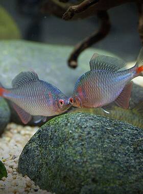 七彩高体旁皮鳑鲏鱼耐寒鱼观赏鱼冷水鱼原生鱼小型活体淡水鱼饲料