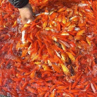 按斤称草金鱼活体小红草小金鱼观赏鱼冷水鱼锦鲤鱼龙鱼活体饲料a8