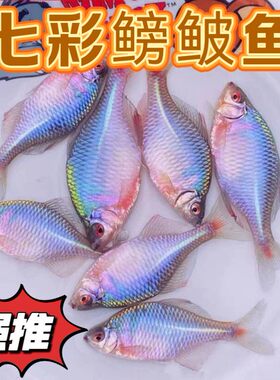 原生鱼鳑鲏鱼冷水观赏鱼齐氏青鳞红白边红须包活钻石彩虹红腹小巴