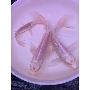 纯种白金龙凤锦鲤长尾锦鲤活体观赏鱼白金锦鲤易活鱼淡水冷水好a7