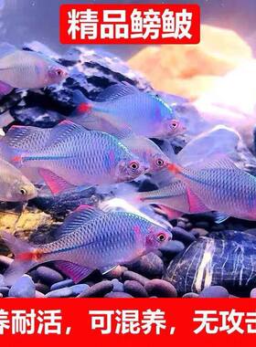广汕齐氏鱊冷水鱼鳑鲏观赏鱼原生小型群游鱼溪流缸好养耐活免加温
