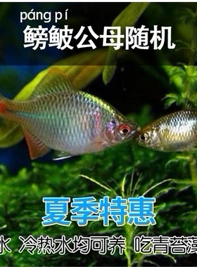 七彩高体旁皮鱼鳑鲏鱼观赏鱼冷水鱼原生鱼活体小型淡水鱼除藻好养
