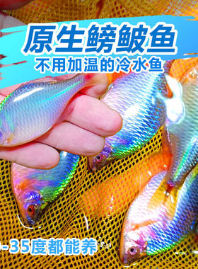 冷水鳑鲏鱼高体七彩旁皮鱼好看鱊肯氏淡水除藻观赏鱼耐活易养活体